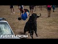 ENCIERRO por el CAMPO con UN TORO // FUENTELENCINA 2023