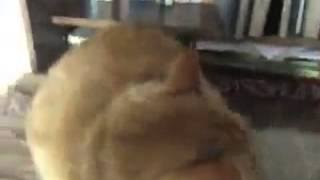 Скотч и Кошка XD Скотч и Кошка XD