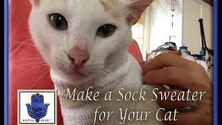 How to Make a Sock Sweater for Your Cat (No Sewing)