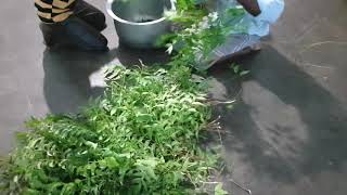 Nature bath| coiambatore