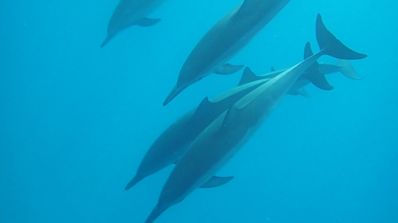 Dolphin Joy.11/5/21
