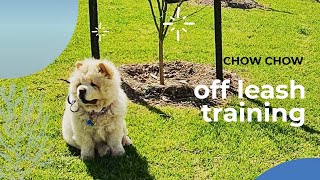 Off leash training our Chow Chow   Basic obedience and puppy tricks