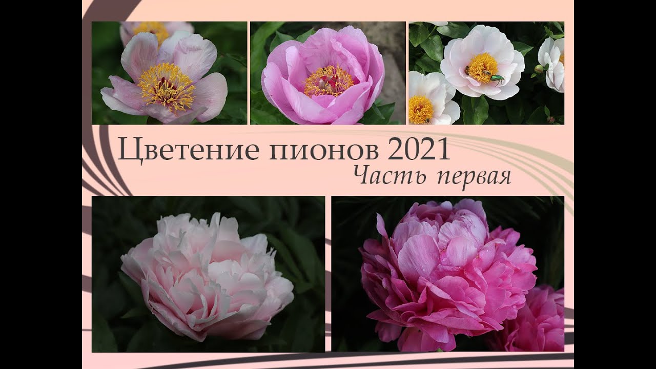 Пион Галина Уланова Фото И Описание Пион Галина Уланова Фото И Описание
