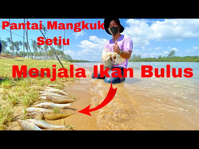 Cast Net Fishing Malaysia🇲🇾Pantai Mangkuk Setiu | Laut & Sungai Bersebelahan Je | Sillagos Fish