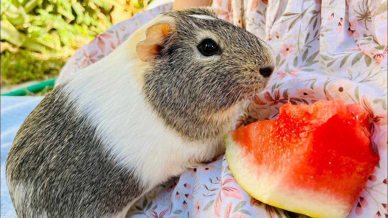 Daddy Pig gets to have lunch with Pregnant Wifey Guinea Peaches today!☺
