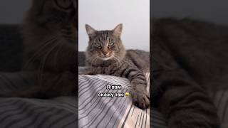 Кіт дає коментар на рахунок переводу годинника ⏰🙄🐾 #cat #funny #short #ask #video