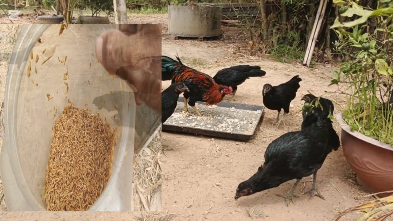 ជ្រើសរើសពូជមាន់ស្រែមកចិញ្ចឹមដែលមេធំៗល្អ