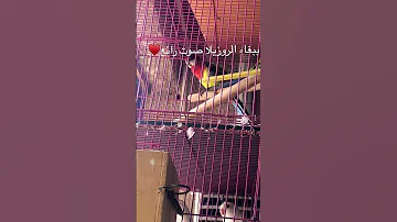 ببغاء Parrotvideo اليف ببغاء الروزيلا تغريد صوت ببغاء روزيلا براكيت تغريد روزيلا Rosellas 