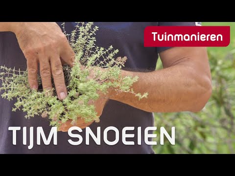 Video: Hoe Tijm Eruit Ziet