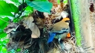 Mengintip induk burung paok meloloh anaknya di alam