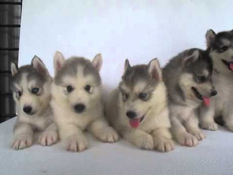 husky puppy 1 month