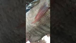 tilapia  Muito grande!