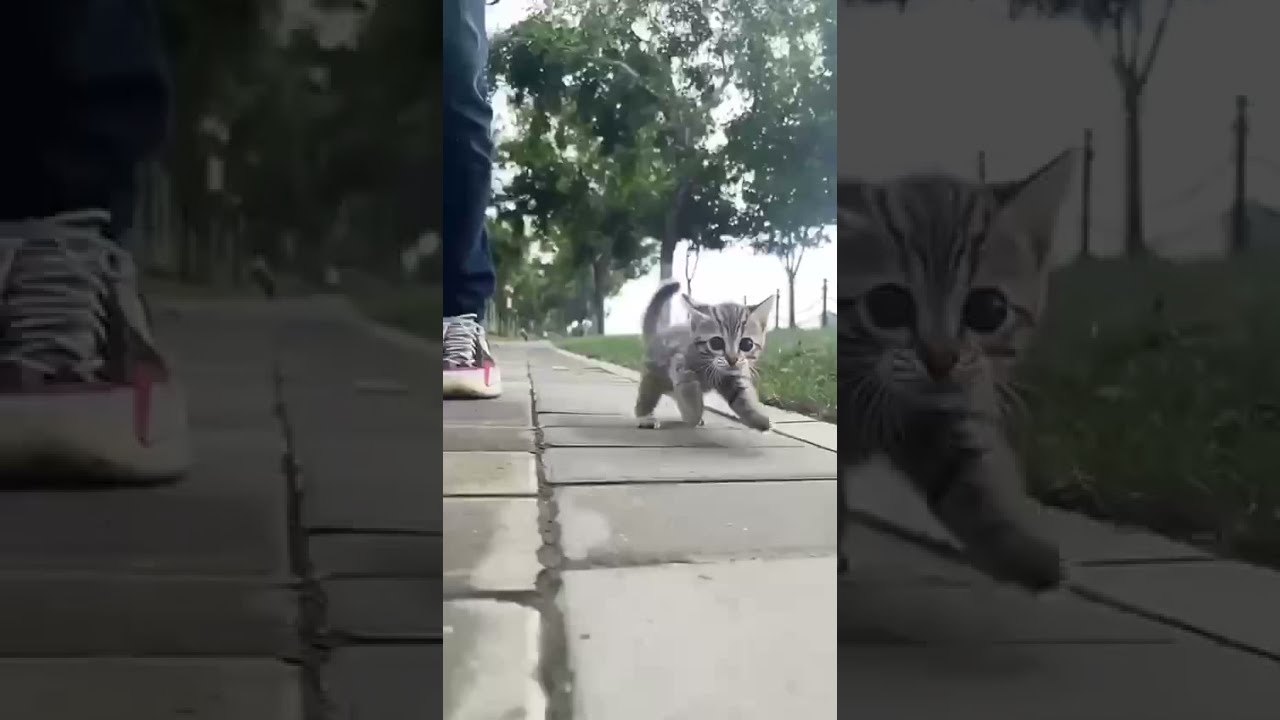 Funny cat. Funny kitty. Part 12 | MOOD COLOR | FUNNY CATS | Tik Tok | Shorts