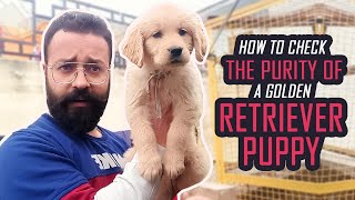 How To Check The Purity Of Golden Retriever Puppy | Aman Prabhakar