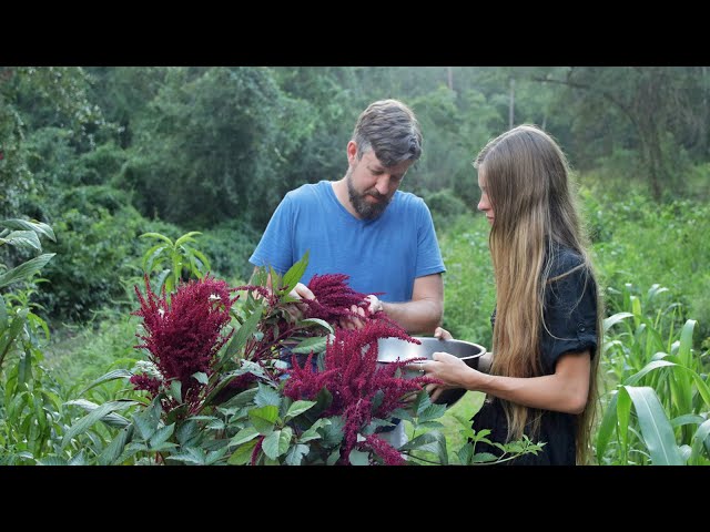 Harvesting Amaranth Seeds - Simple Seed Saving from a Wonderful Crop class=