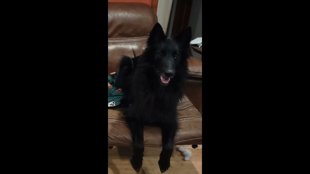 Vlogmas Day 1: Animal Roundup