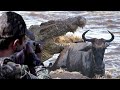 The great hunting challenge between the hunter and the African wildebeest