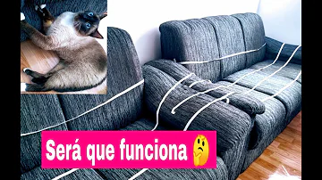 Como tirar gato do sofá?