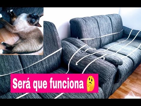 Vídeo: Gato No Sofá