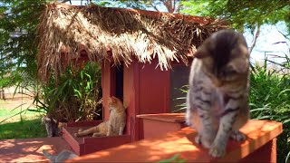 Lana'i Cat Sanctuary: A Hawaiian Paradise For Hundreds Of Rescued Cats