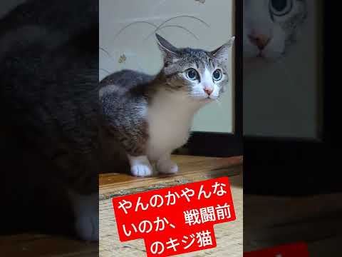 戦闘前のキジ猫 - Funny cats moment - #Shorts