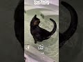 Jangan ganggu kucing tidur