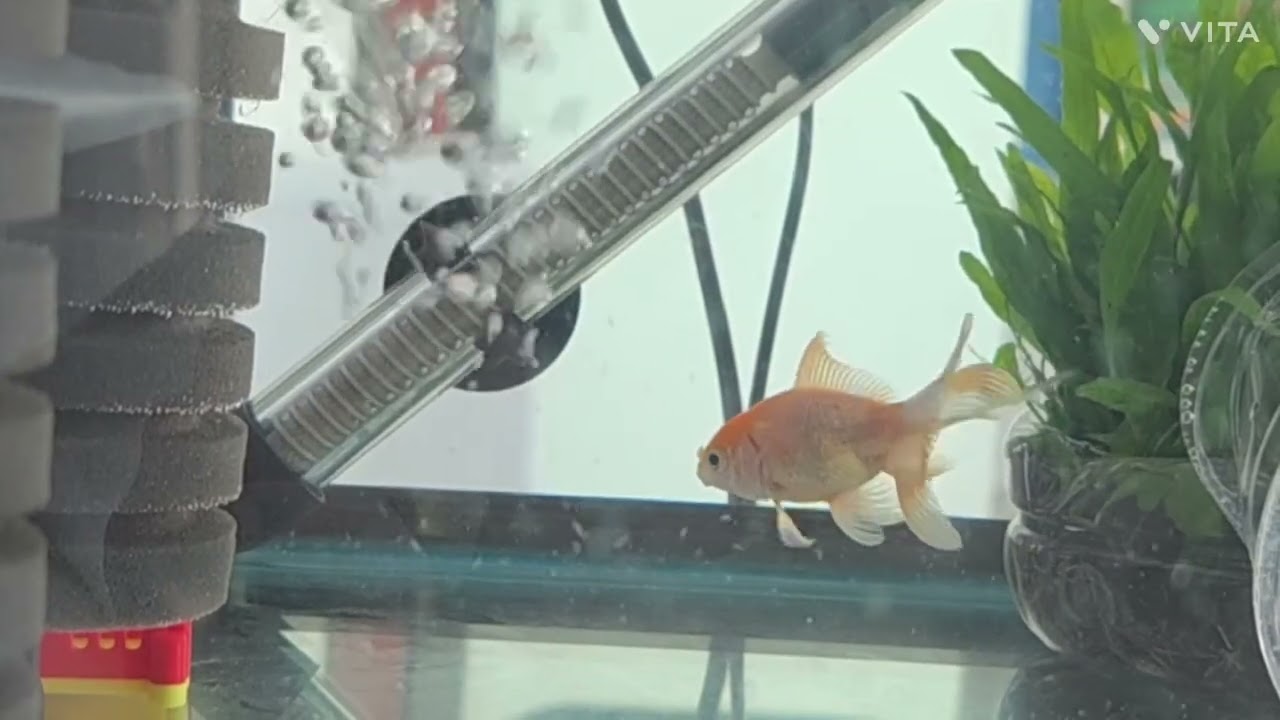 잘 적응하는 우파루파 브드!