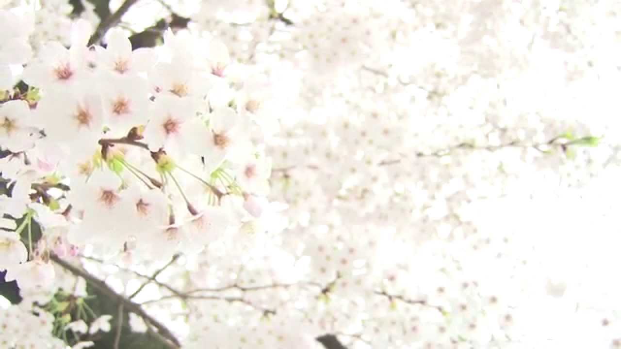 桜 さくら 無料 動画 素材 Hd チャンネル登録で著作権フリー 商用可 03 Youtube