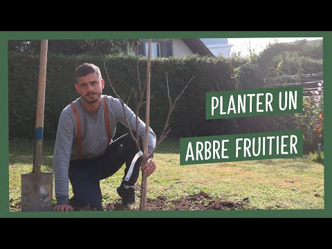 Vidéo: Repiquer des arbres en automne : instructions étape par étape