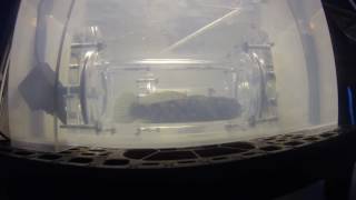 INVASION OF THE ROUND GOBY