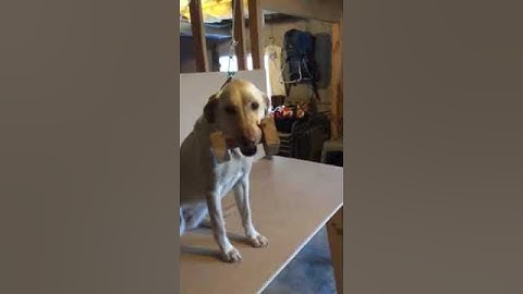 Venus Force Fetch Table work