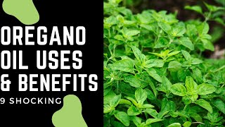 Surprising Benefits of Oregano Oil - You Should Know!