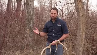 Shed hunting and grizzly conflicts (MTN Outdoors)