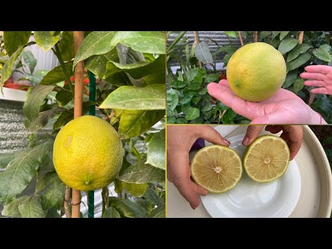 BERGAMOTTO C. bergamia “Fantastico”