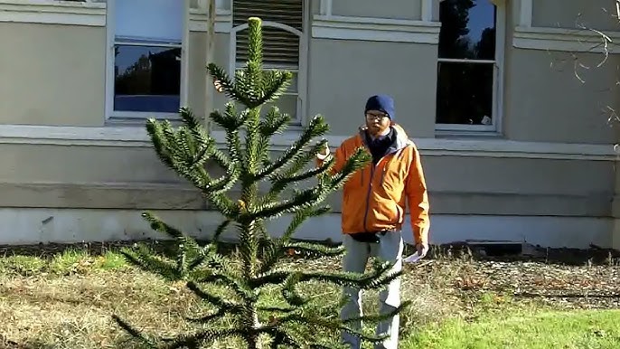 my grandparents monkey puzzle tree, 80+ ft. they are selling the place, im  going to miss it : r/matureplants