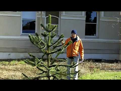 Video: Outdoor Monkey Puzzle Care - Plantarea copacilor de puzzle de maimuță în peisaj