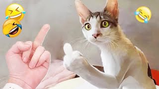 IMPOSSIBLE TRY NOT TO LAUGH 😘 Funny Animal Moments 🙀
