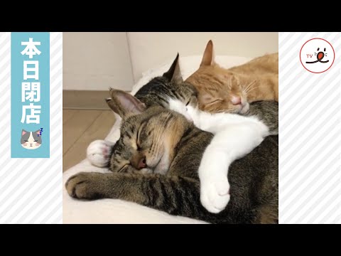 仲良く密着して寝ている３匹のニャンコ😽💤【PECO TV】