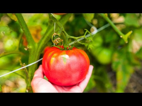Wideo: Szkodniki Pomidora