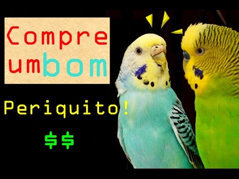 Vídeo: Como Escolher E Comprar Um Periquito