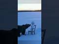 クマ避けにドッキリ雪だるまを置いてみた結果…！ #animalshorts #衝撃映像 #監視カメラ #自然の記録 #野生動物