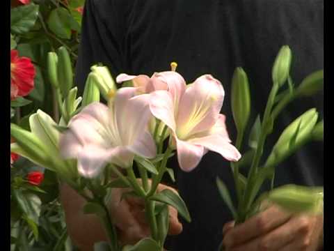 וִידֵאוֹ: צמחים רב שנתיים הטובים ביותר לגן פרחים