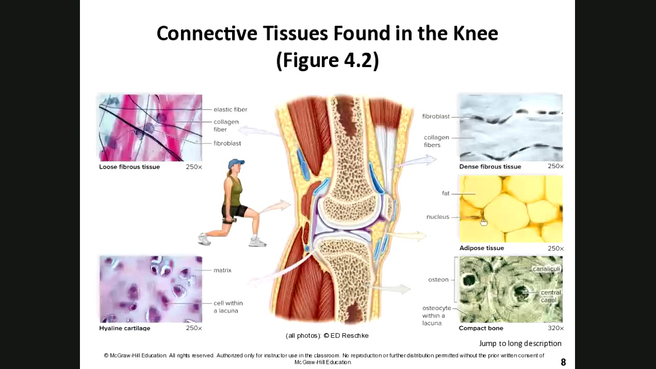 Human Biology Chapter 4 Organization and Regulation of Body Systems