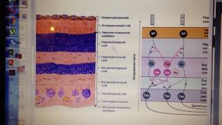 Строение сетчатки