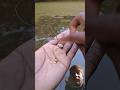 fishing #fishing #amazing #fishingtips #fishingtips #carp #viral
