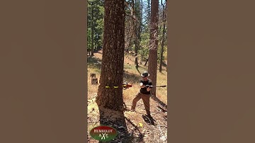 When a Giant Tree Falls… You Feel It. 🌲💥 | Epic Moments in Nature