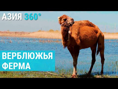 Видео: Как зарабатывать на верблюжьей ферме в Казахстане | АЗИЯ 360°