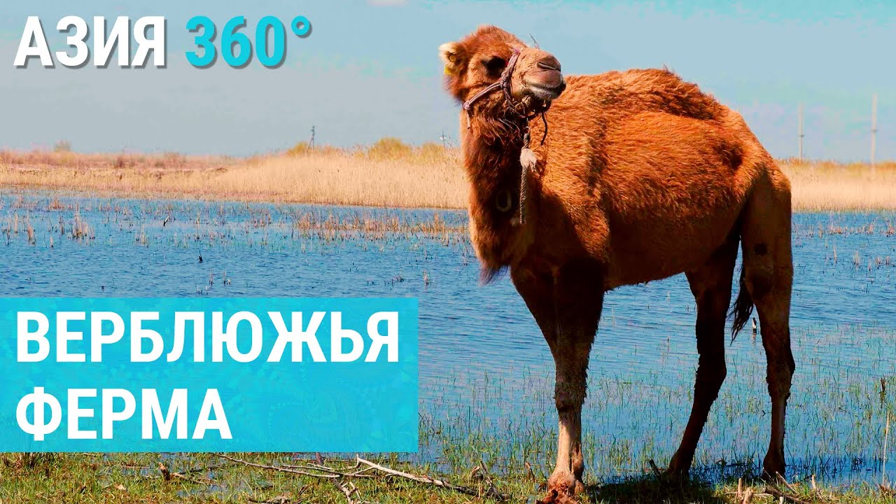 Как зарабатывать на верблюжьей ферме в Казахстане | АЗИЯ 360°