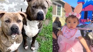 Mom Kills Pit Bull and Stabs Another That Attacked Her Child