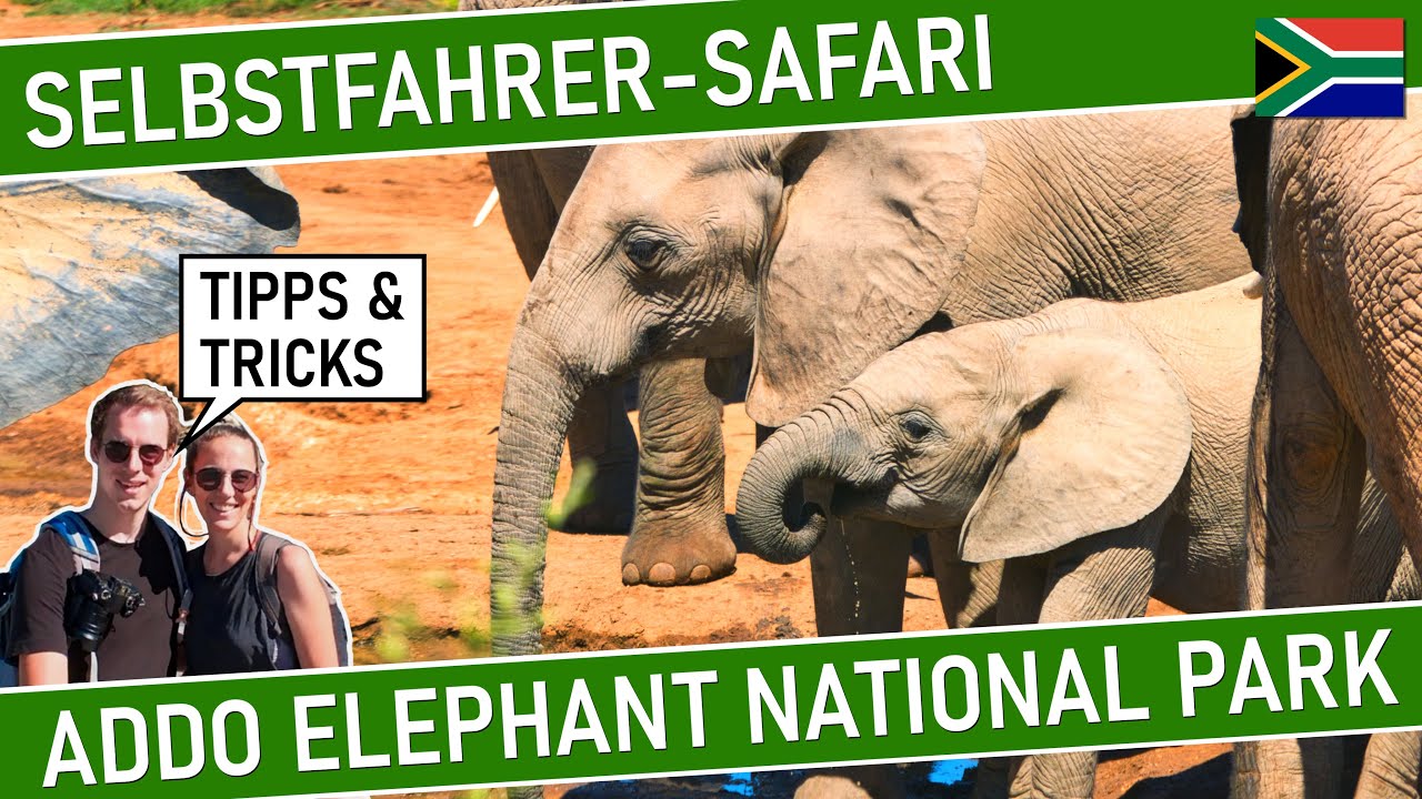 ADDO ELEPHANT NATIONAL PARK  SELBSTFAHRER SAFARI in Sdafrika  Safari Addo Elefanten Nationalpark